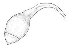 Leptobryum pyriforme, capsule, dry. Drawn from A.J. Fife s.n., 27 Mar. 1983, CHR 351306.
 Image: R.C. Wagstaff © Landcare Research 2014 